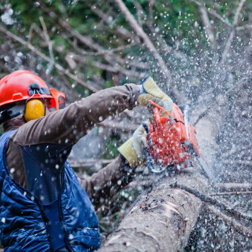 Tree Trimming
